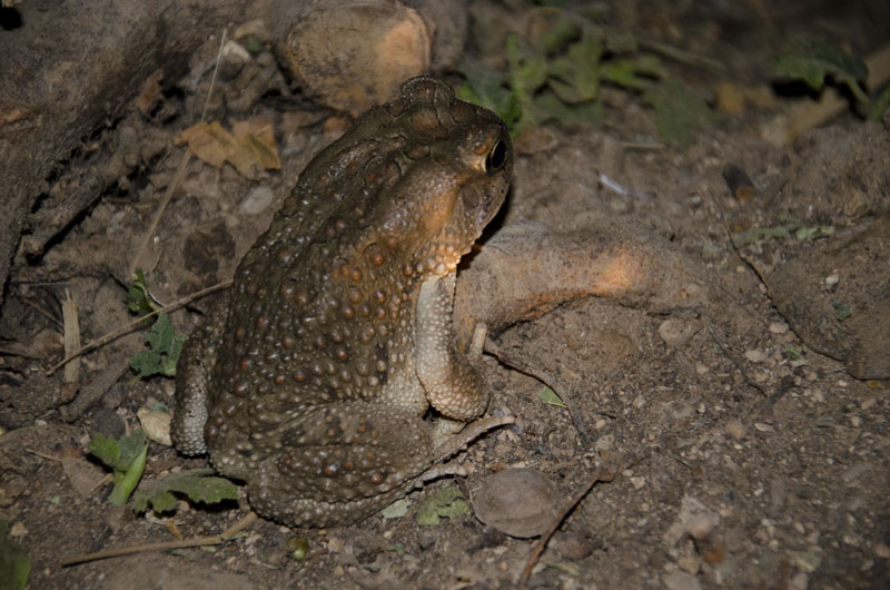 Marocco: ID Rospo, Sclerophrys mauritanica